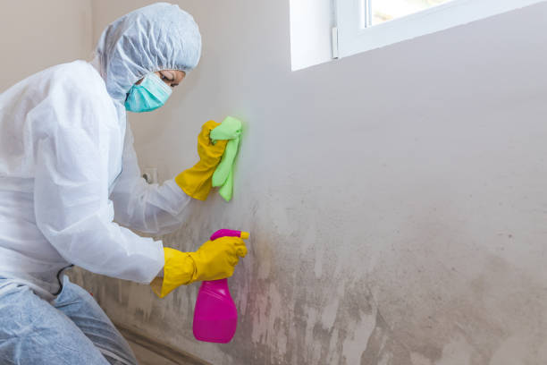 Mold Odor Removal Services in Brackenridge, PA